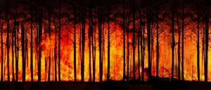 Waldbrand Artikelbild blaulichtSMS